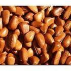 供应流苏籽，山毛桃核，杏核，白皮松籽，樱桃籽