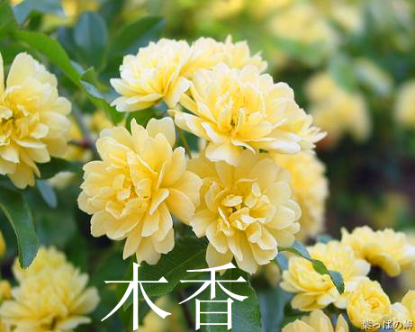 出售河南鄢陵 木香花树