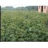 特价供五角枫，白蜡苗，皂角苗，香椿苗，栾树苗