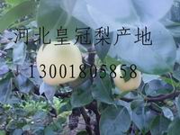 河北出产的皇冠梨就像苹果一样美观，像蜂蜜一样的甜